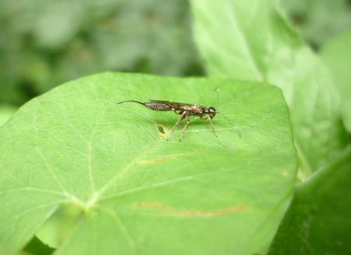 Réf. 244 777 : Xorides praecatorius